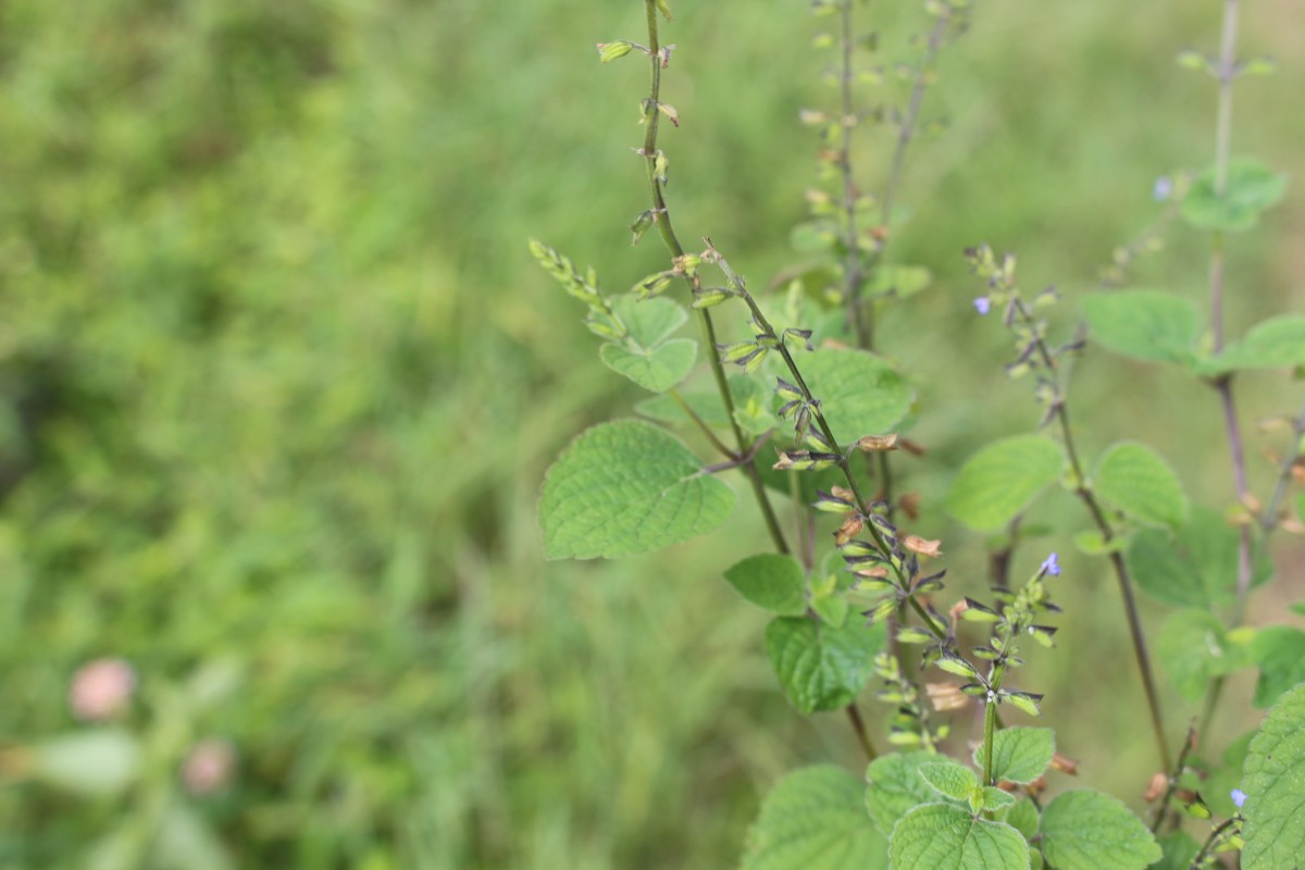 Salvia tiliifolia Vahl